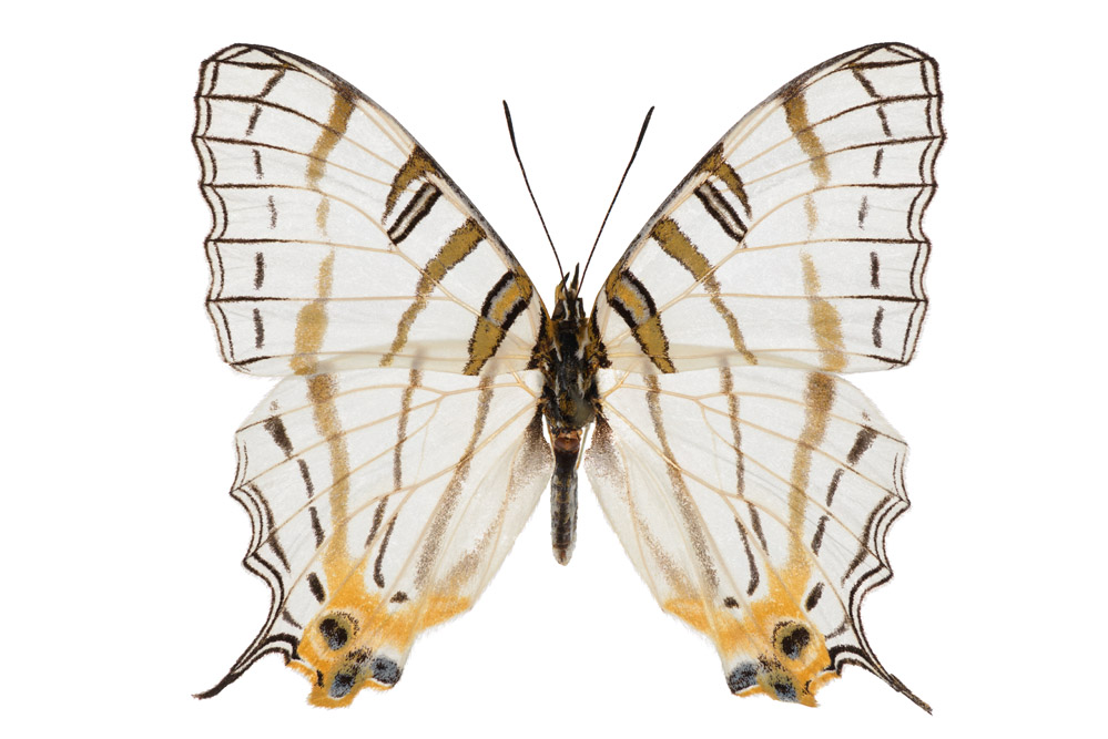 Familie der Edelfalter,  44 mm Flügelspannweite, Madagaskar